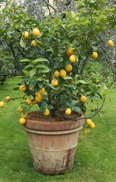 lemon tree